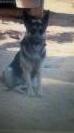  Quinonez's Lucy