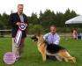 Am GCH, Can Sel CH ColbyHaus GSDStyle's Hollywood Star