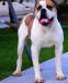 White Bull's Buster of MMK