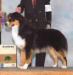 AKC GrCh./ASCA Ch./UKC Ch. Legends Starn Runnindownadream