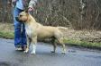 AKC CH UKC CH Malones Knight of Nobility