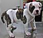 Prime Example Bulldogs Phatty of Paparazzi Kennels