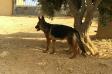 Natasha vom Jordan German Shepherds