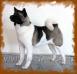  Regal Akitas America Beauty