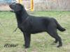 Ch Kika Black Beauty of Pamita