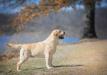  ClearCreek BonaVenture Dust In The Wind