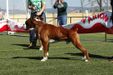  Goran de Entre Boxer