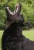 Nox Aritar Bastet
