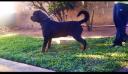 Dandy zara cro rott
