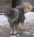 Sapo Giletov