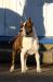 <span style="color: darkred">Ch. RUS, RKF</span> Optimus Prime Iz Terrier City