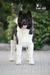 RUS GCH, RUS/RKF CH, RUS JCH Tan-Ro Siberian Success In The Black