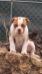 Rhino Cowboy of Lira's American Bulldogs