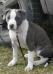Irgen Gold Mal`diva