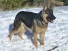 Ser Wylie Aspenglow von Silbernem Flusschen