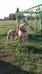 Tuscia bull's Iron