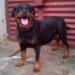 Prim Rottweiler Bomber From Arsic