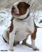 Bulldrow Enjoy Gektor