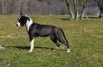  Nomicon LOS Bonami Royal Amstaff