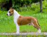 BISS Amstaff Major 2019,INT CH , GR CH, GR CH USA; MultiCH Attacks Of Love S Planety Zvezd