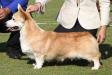 JCH,CH RUS,CYP,BLR,EST,RO,PL,HU,LT,BA,INT CH,9*CACIB, MULTI Dragonjoy Sky Warrior