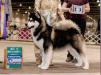 BISS GCH Silver Shadow's Polar Express