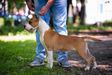BISS CH. Club Winner, Ch Mk,Srb, V4 Euro Dog Show '17 JC Ring Angels Perfect Love