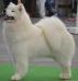 Multi J.Champion . Multi Champion Arctic Aivik FURRY ROSE VIDNAVSKA ZARE