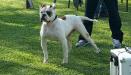 BandM's Bull Crazy Diamond