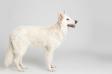 <span style="color: darkred">Best Junior Antwerp dog show</span> Oceans Flow <span style="color: darkblue">Therapy Dog Canisha vzw for Carolien Vekemans</span>