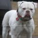  Sprenkels Blanca of Sauga City Bullies