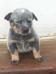 COLT BLUE do NVBK HEELER SELIVON