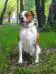 Bulldrow Kalambina