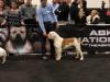 ABKC CH. Best in Breed winner, Nationals winner, 2014 ABKC # Mab's Maxx of Highland ABS