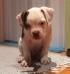 Outlaw American Bulldogs Mickey Rourke Hannibál