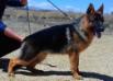 Greco Von Aviator (Aguilar)