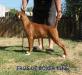 eros de boxer king