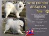 Int Ch.Ch. Whitespirit Absalon