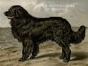 Leo (1872) KCSB 005381 [Wildman's]