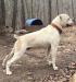 Jam Up Bulldogs' Colt