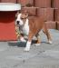 WHITE-amSTAFF Giuseppe