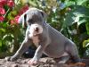 Nipper's Blueberry Secret
