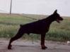 Youth Club Winner 2000 - Yugoslav Dobermann Special Show Nestor for Eternity