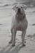 JCHUA,MAC,MOL, JGRCH MAC,MOL, CH MOL,TR, 2xUA, 3xBOB, 11xCAC HENESSI FROM THE EMPIRE OF WHITE ANGEL