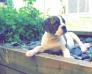 Ruby (Dogfather Bulldogs Ruby)