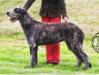 Latino Roan Inish