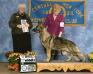 Am Ch/Can Ch/UKC Ch Stonewall's Mustang Sally V Beauchien