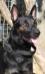 MANALO K9'S LOGAN