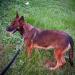 MANALO K9'S Liana
