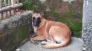 MANALO K9's Girlie